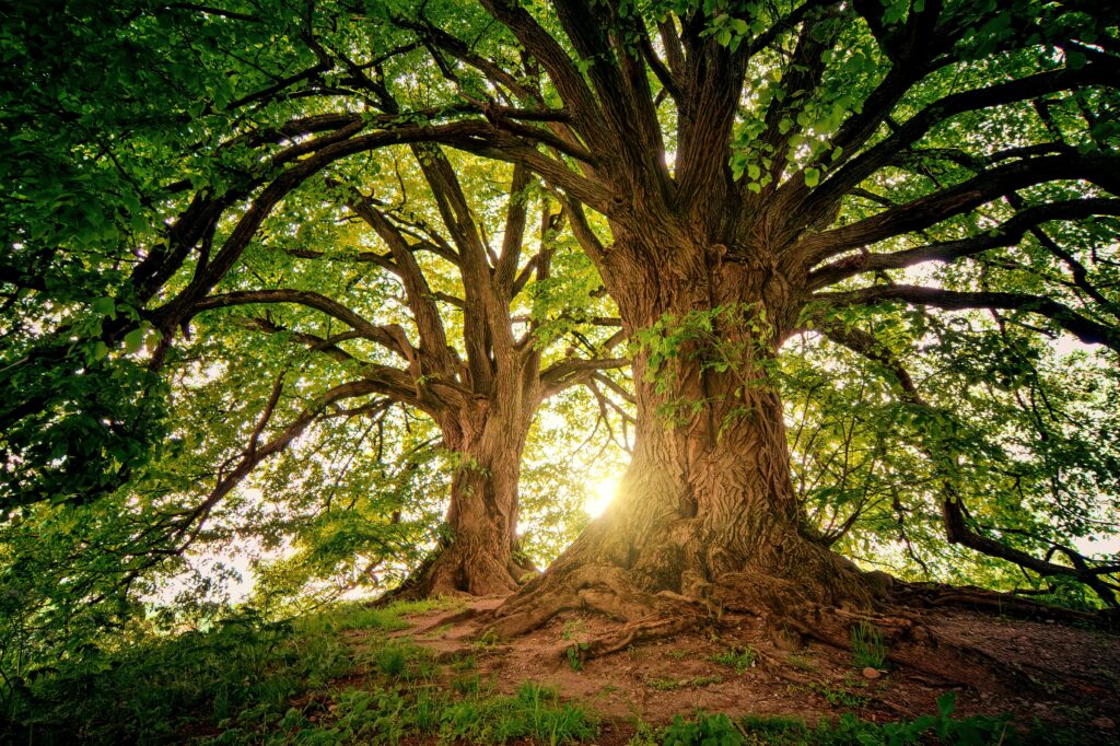 pexels-photo-1632790-1632790 Sunlight filters through the branches of towering oak trees in a serene forest setting.